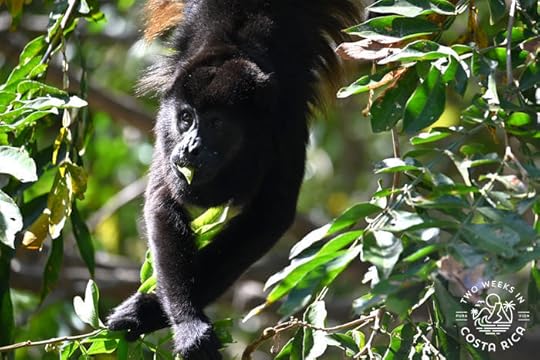 Howler Monkey Guanacaste