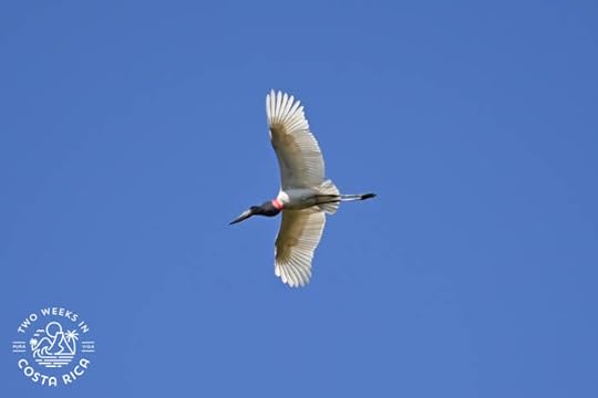 Jabiru Guanacaste River