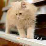 cats and music