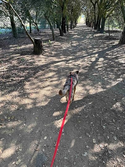 Sunny at the start of the trail