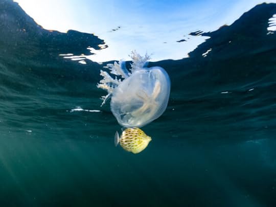 Haeckel’s Jellyfish in Port Phillip Bay