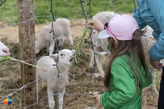 Feeding the lamb at Tonttula in Lapland, Finland.