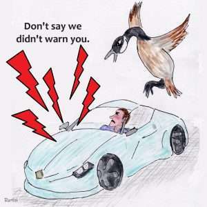 comic geese angry at guy blowing car horn