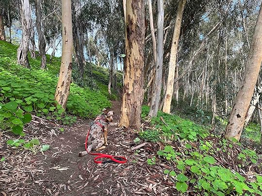 Sunny at Hosp Grove Park