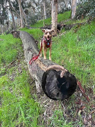 dog on a log