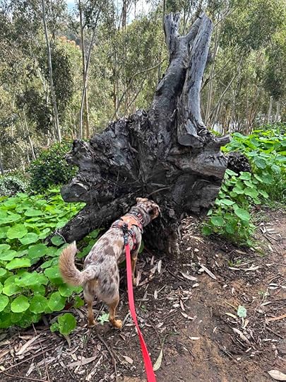 Sunny sniffing the tree root