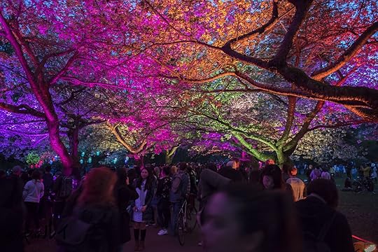Cherry blossoms at night