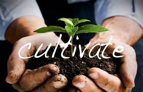 cultivate p