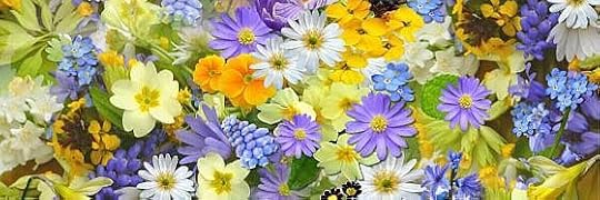 Recensione di Weyward di Emilia Hart