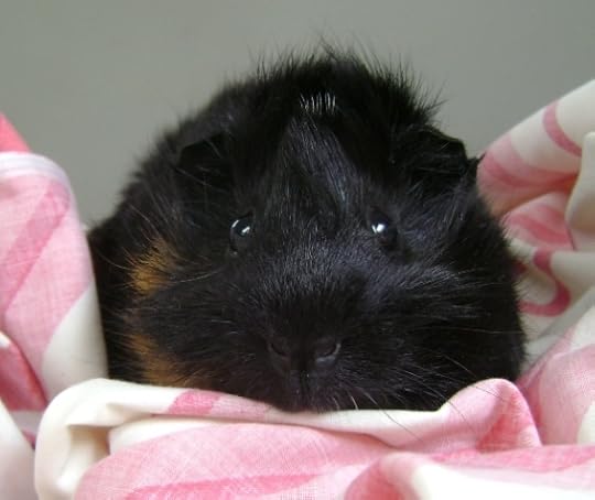 Rachel E Smith guinea pig Merricat