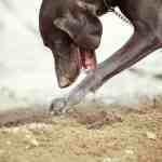 canine digging in sand
