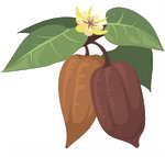 Cacao