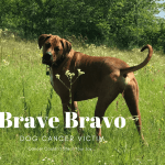 dog cancer