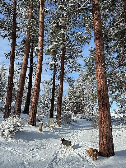 Nellenormansnowtalltrees