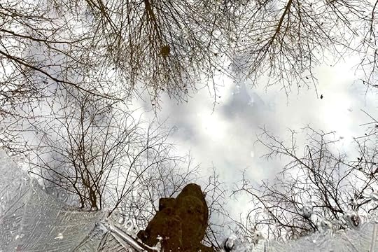 person staring into a partially frozen puddle with dead treetops in the background