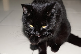 Panzer says, Wasn't me. Mom did it.