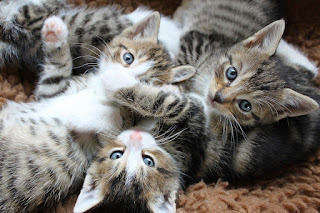 Three little kittens have lost mittens