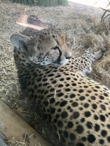 Picture of reclining Cheetah at the Auckaland Zoo.