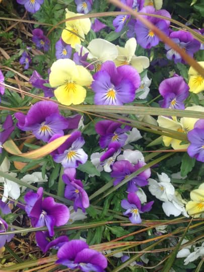purples and lemon yellow violas in grass