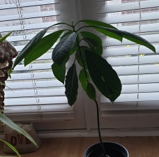 Avocado plant