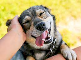 happy dog receiving attuned attention