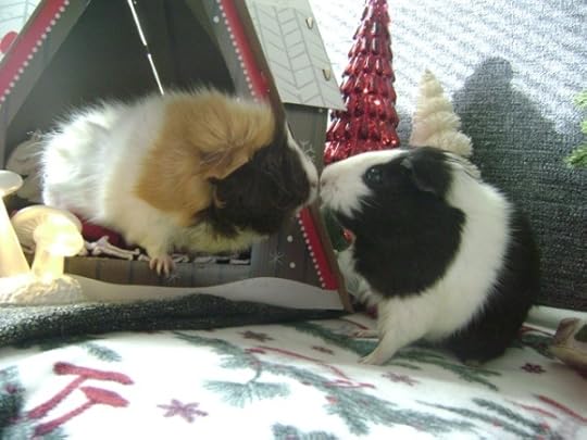 Rachel E Smith guinea pigs Snuffy and Thorfy