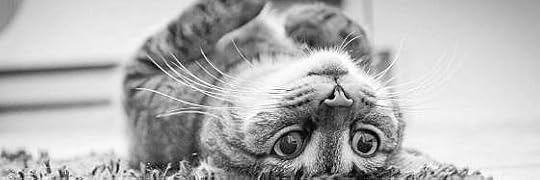 Recensione di La gatta ha visto tutto di Dolores Hitchens