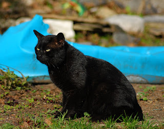 Panzer says, I like the English village murder mysteries.