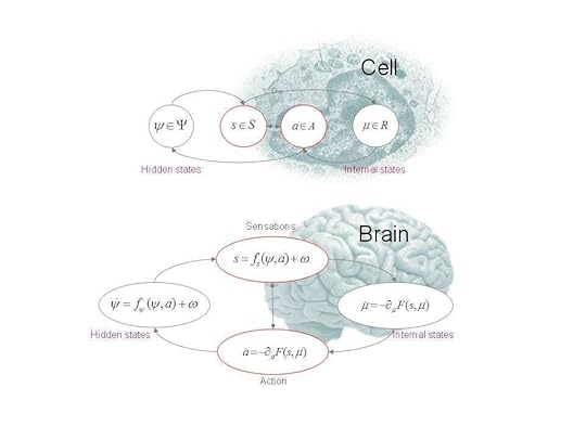 These schematics illustrate the partition of states into internal and hidden or external states that are separated by a Markov blanket – comprising sensory and active states. The lower panel shows this partition as it would be applied to action and perception in the brain; where active and internal states minimise a free energy functional of sensory states. The ensuing self-organisation of internal states then correspond perception, while action couples brain states back to external states. The upper panel shows exactly the same dependencies but rearranged so that the internal states are associated with the intracellular states of a cell, while the sensory states become the surface states of the cell membrane overlying active states (e.g., the actin filaments of the cytoskeleton).