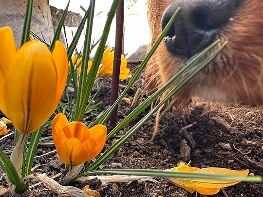 Nellenosecrocusyellow 1
