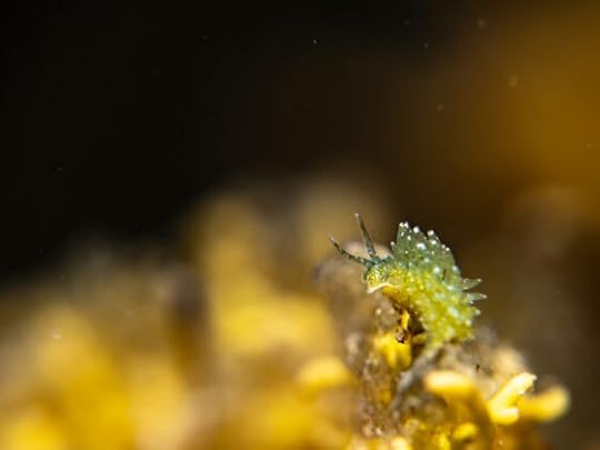 Snorkel at teahouse Ricketts: sapsuckers, trevally, 17-18 March