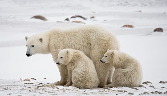 polar bars in churchill best country for safari