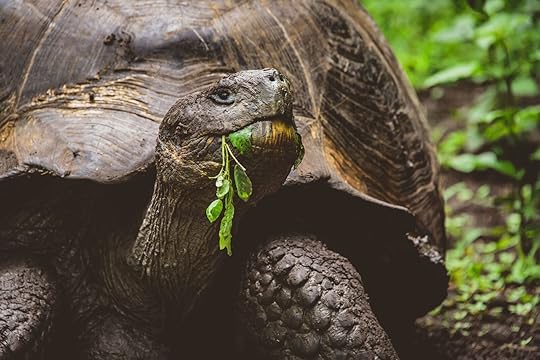 best countries for safari - Galapagos land turtle