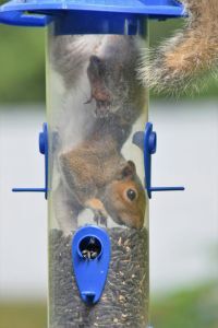 Squirrel trapped ina bird feeder