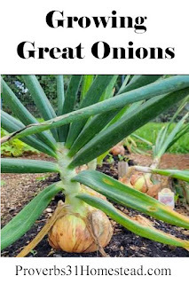 Growing Great Onions