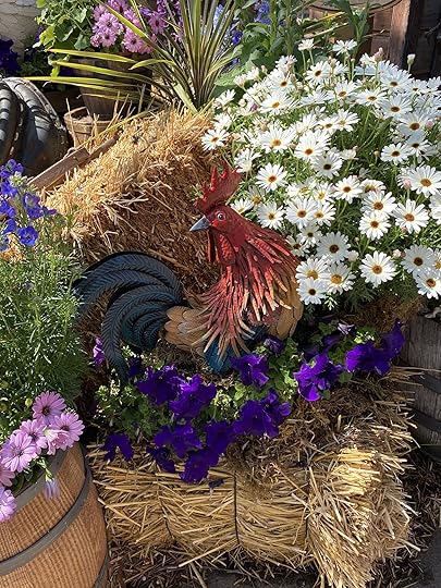 Colorful rooster on display at Knott's Berry Farm