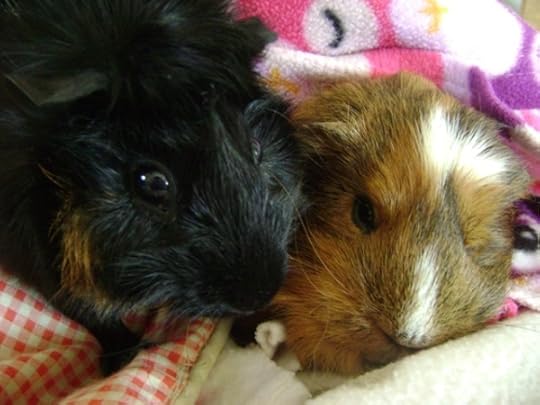 Rachel E Smith guinea pigs Merricat and Peregrine