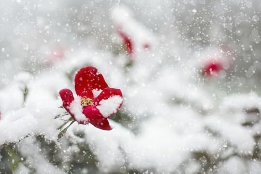 red rose in a white snow storm
