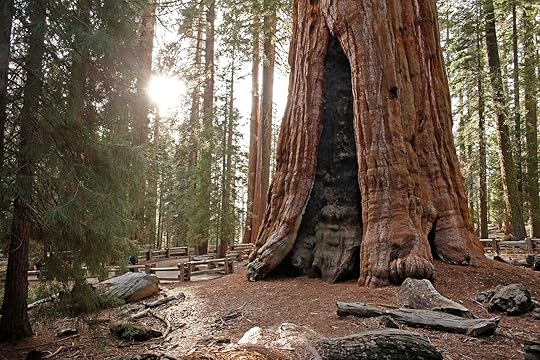 polluted parks - sequoias in California