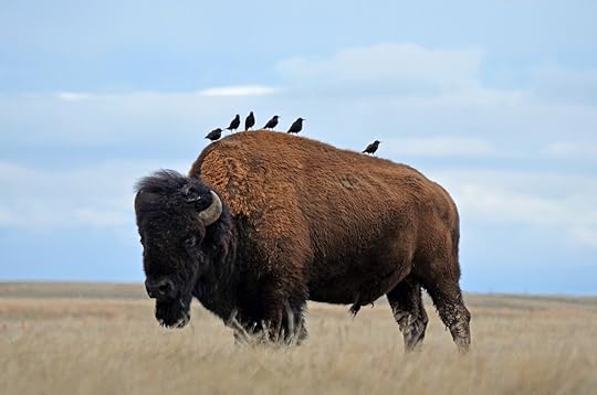 polluted parks - wind cave bison