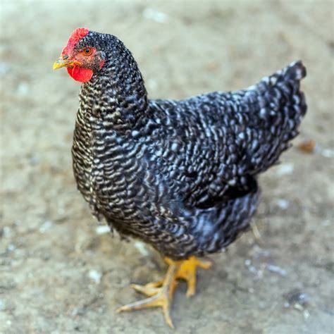 A dappled black and white hen