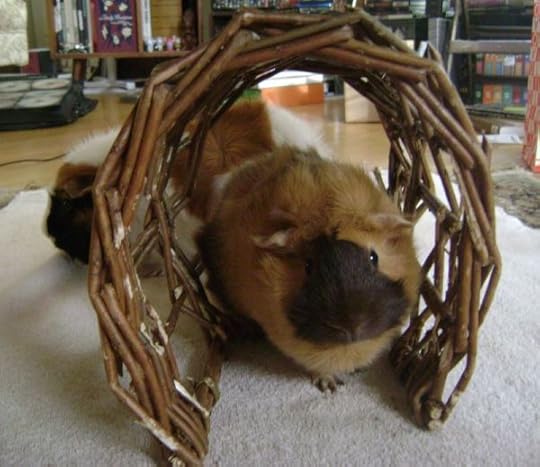 Rachel E Smith guinea pigs Horace and Ozma