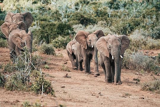 african cruises - elephants in addo safari cruise