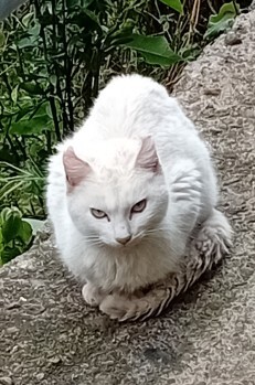 Wicked Cat