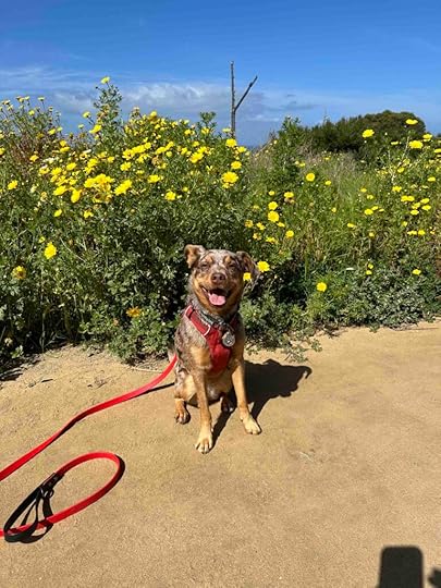 Sunny and wild flowers