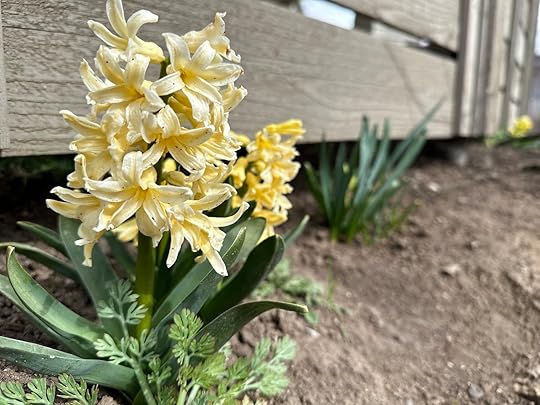 Yellowhyacinths