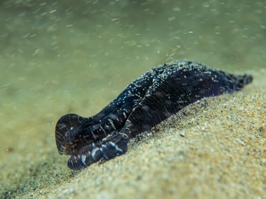 Save Ricketts Point & Quiet Corner Snorkel