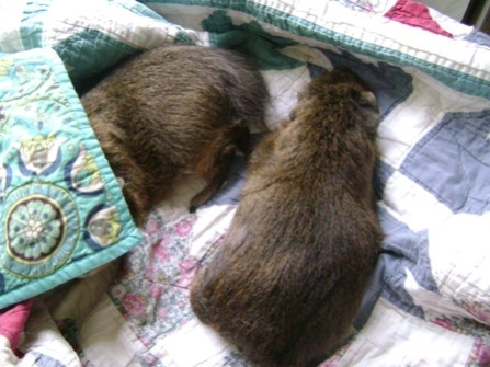Rachel E Smith guinea pigs Pammy and Twiglet