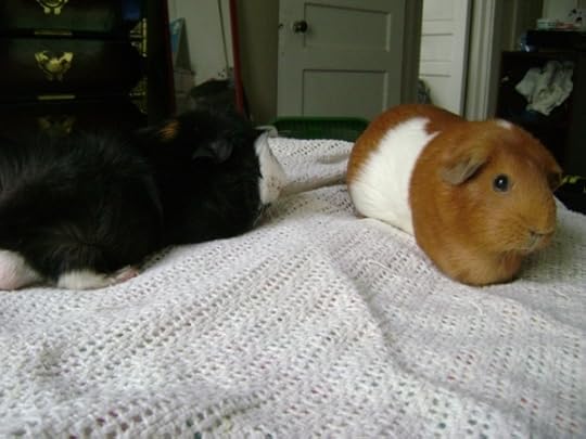 Rachel E Smith guinea pigs Thaddeus and Pickles