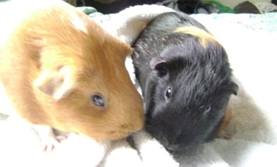 Rachel E Smith guinea pigs Pickles and Murderface